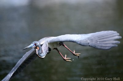 Heron