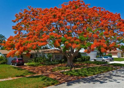 Florida Trees