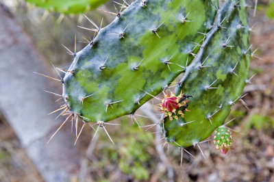 Cactus 04