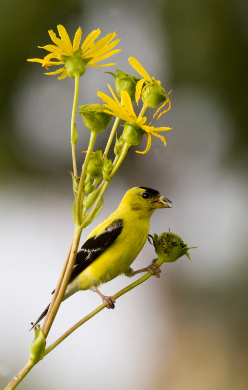 08-21-08 American Goldfinch 054.jpg