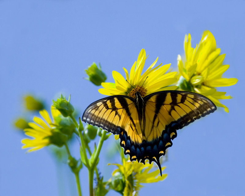 08-21-08 Swallow tail Butterfly  013.jpg
