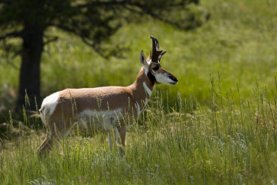 07-11-08 Custer Pronghorn Antelope 090.jpg