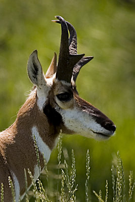 07-11-08 Custer Pronghorn Antelope c  090.jpg