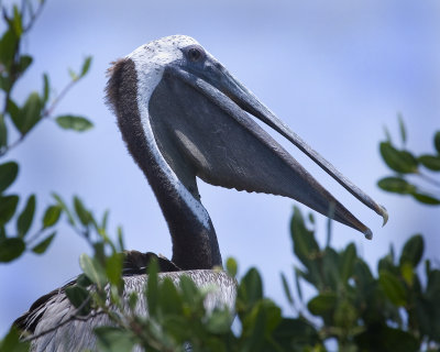 8x10 Pelican 3351.jpg