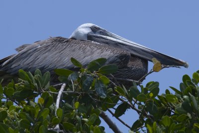 Sleeping Pelican 12x8 3350.jpg