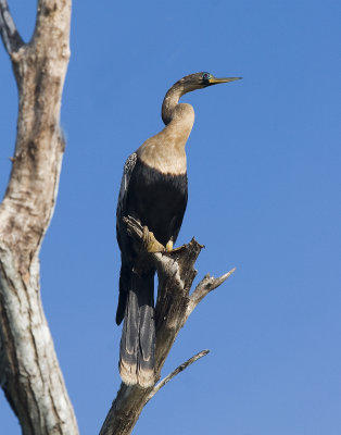 Anhinga female  11x14 _4766.jpg