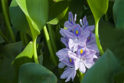 Water Lilly 4x6 _4826.jpg