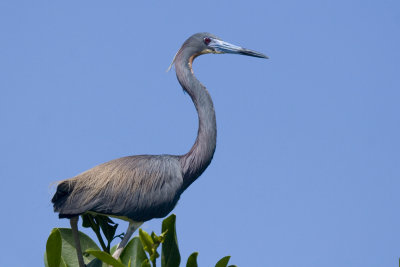 Tri-colored  Heron 4x6 _4873.jpg