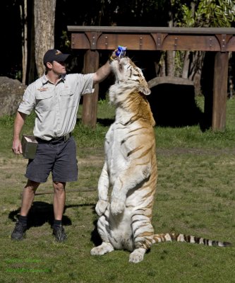 Even the big cats love their milk!