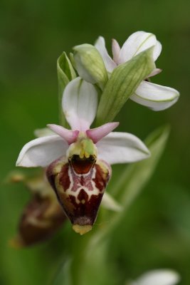 Ophrys pseudoscolopax