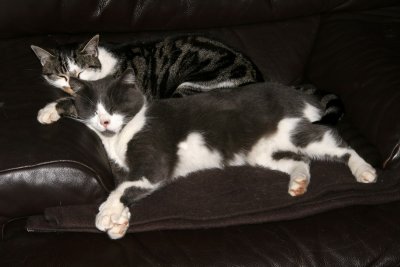 Speedy et Pupuce : Une petite sieste entre amis !