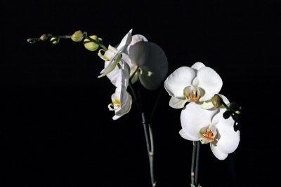 Orchide Sylvie
