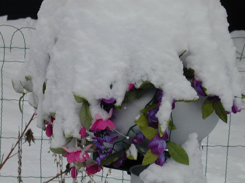 Winter blooming flowers.jpg