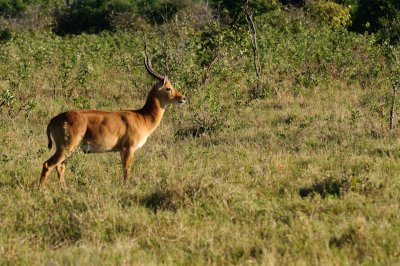 Impala