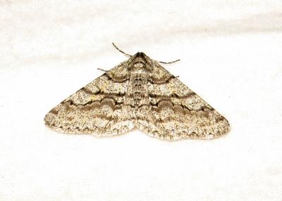 g3/75/7975/3/57969266.moth4.jpg