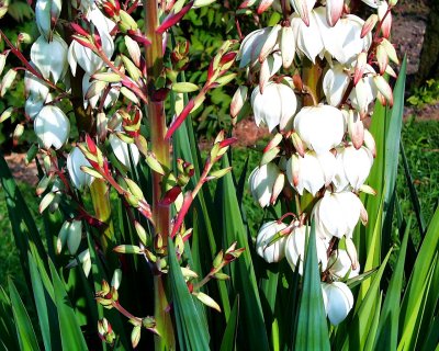 Yucca