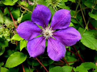 Clmatite / Clematis