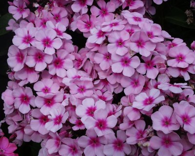 Phlox