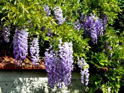 Glycine / Wisteria