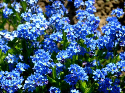 Myosotis / Forget-me-nots