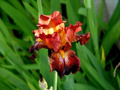 Iris