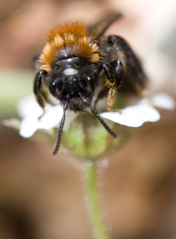 Honey Bee?