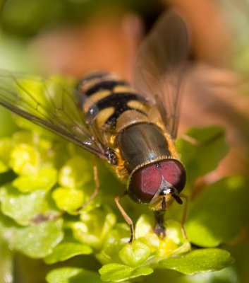 Hover Fly - Eupeodes corollae