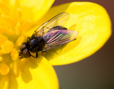 Hover Fly - Xylota segnis