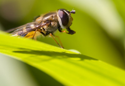 Hover Fly in Profile - Syrphus ribesii