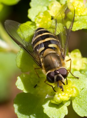 Hover Fly - Syrphus ribesii