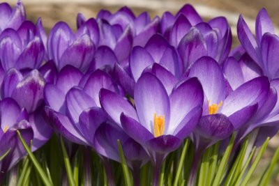 crocus-6-1.jpg