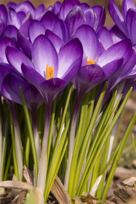 crocus-7-1.jpg