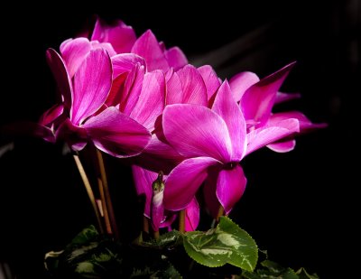 Cyclamen: The Poor Man's Orchid