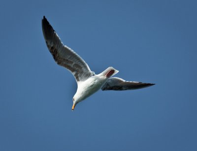 Western Gull, Bahia Magdalena