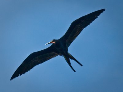 Male Frigatebird, Bahia Magdalena