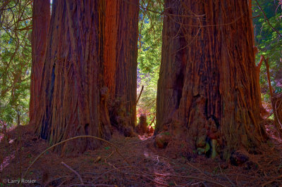 Muir Woods