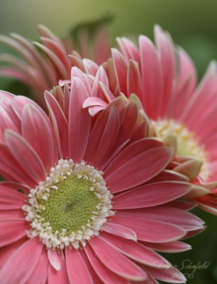 Gerber Daisies