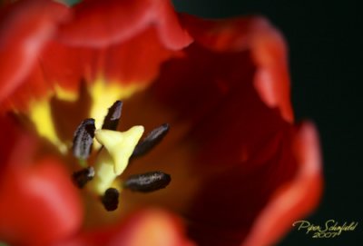 Macro Tulips