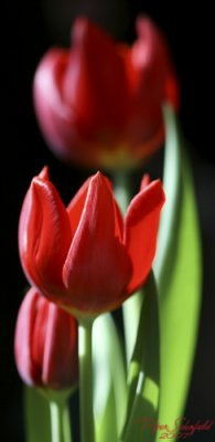 Tulips