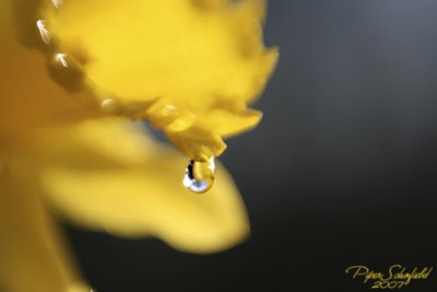 Lensbaby Daffodil