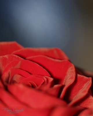 Lensbaby rose