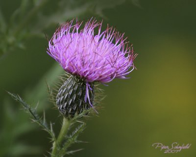 Thistle