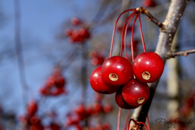Crabapple Berries