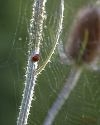Lady Bug and Web