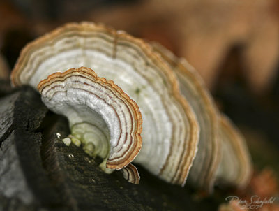 Tree Fungus