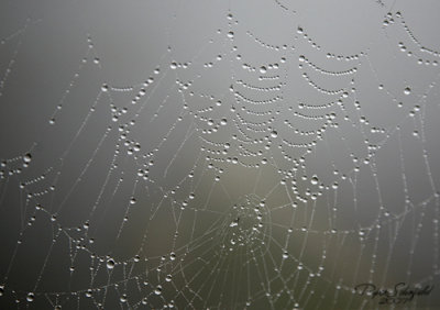 cobwebs & dewdrops