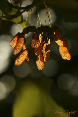 Hopper Coppers