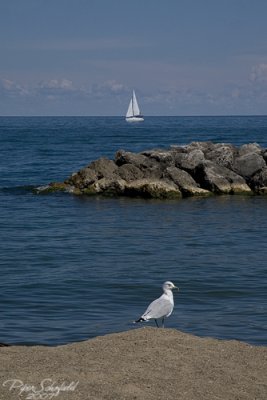 Seagull on Lake Erie