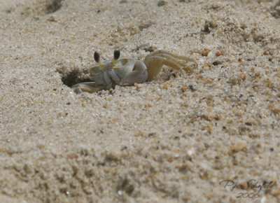 OBX Sand Crab