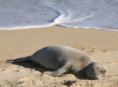 Baby Monk Seal